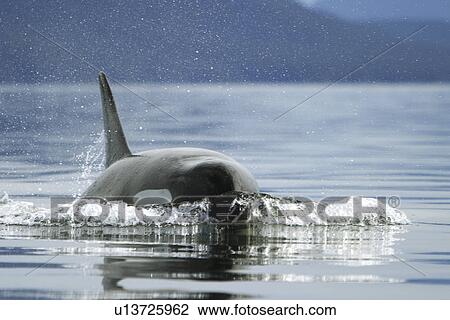 Orca (Orcinus orca) surfacing near whale watching yacht in the calm waters of Southeast Alaska, USA. (rr) View Large Photo Image Stock Image - Orca (Orcinus orca) surfacing near whale watching yacht in the calm waters of Southeast Alaska, USA. (rr). Fotosearch