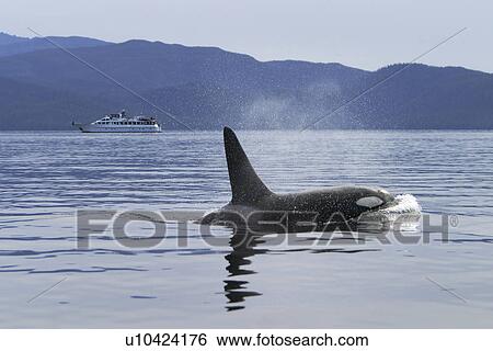 Stock Photograph - Orca (Orcinus orca) surfacing near whale watching yacht in the calm waters of Southeast Alaska, USA.. Fotosearch