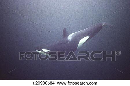 Picture - Orca (Orcinus orca) swimming underwater. Water is very dark because the orca enter Norwegian fjords in middle of winter to feed on herring. Svolvaer, Norway (rr). Fotosearch
