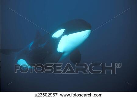Orca (Orcinus orca) swimming underwater. Water is very dark because the orca enter Norwegian fjords in middle of winter to feed on herring. Svolvaer, Norway (rr) View Large Photo Image Stock Photo - Orca (Orcinus orca) swimming underwater. Water is very dark because the orca enter Norwegian fjords in middle of winter to feed on herring. Svolvaer, Norway (rr). Fotosearch