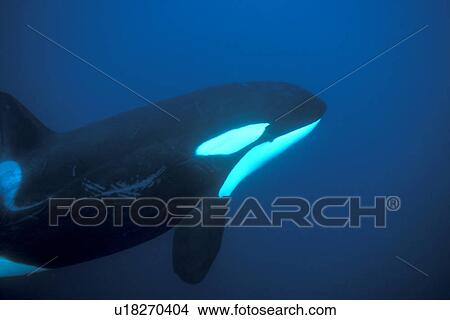 Picture - Orca (Orcinus orca) swimming up showing rake marks from another killer whale. Akaroa, New Zealand.. Fotosearch