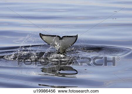 Orca (Orcinus orca) tail-slapping in Chatham Strait, southeast Alaska, USA. View Large Photo Image Stock Photograph - Orca (Orcinus orca) tail-slapping in Chatham Strait, southeast Alaska, USA.. Fotosearch