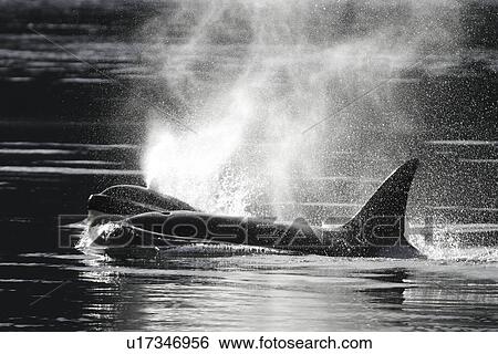 Orca (Orcinus orca) - Transient adults in tight pod formation. Chatham Strait, Southeast Alaska, USA. Pacific Ocean. View Large Photo Image Stock Photograph - Orca (Orcinus orca) - Transient adults in tight pod formation. Chatham Strait, Southeast Alaska, USA. Pacific Ocean.. Fotosearch