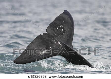 Orca (Orcinus orca) Transient bull surfacing (fluke detail) in Stephens Passage, Southeast Alaska, USA. Pacific Ocean. View Large Photo Image Stock Photo - Orca (Orcinus orca) Transient bull surfacing (fluke detail) in Stephens Passage, Southeast Alaska, USA. Pacific Ocean.. Fotosearch