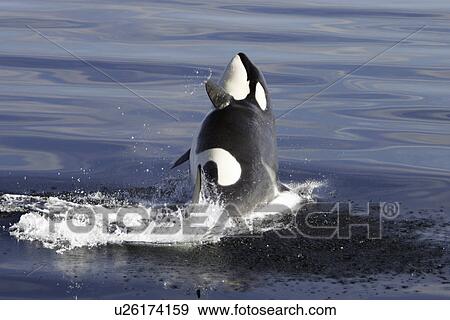 Orca (Orcinus orca) Young breaching in Chatham Strait, southeast Alaska, USA. (rr) View Large Photo Image Stock Photo - Orca (Orcinus orca) Young breaching in Chatham Strait, southeast Alaska, USA. (rr). Fotosearch