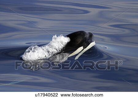 Stock Image - Orca (Orcinus orca) Young surfacing Chatham Strait, southeast Alaska, USA.. Fotosearch