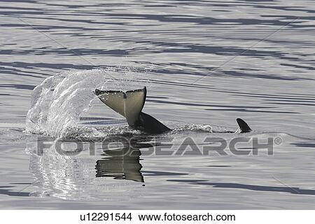 Picture - Orca (Orcinus orca) young tail-slapping in Tracy Arm, southeast Alaska, USA.. Fotosearch