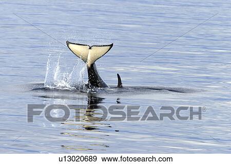 Orca (Orcinus orca) young tail-slapping Tracy Arm, southeast Alaska, USA. View Large Photo Image Stock Photo - Orca (Orcinus orca) young tail-slapping Tracy Arm, southeast Alaska, USA.. Fotosearch