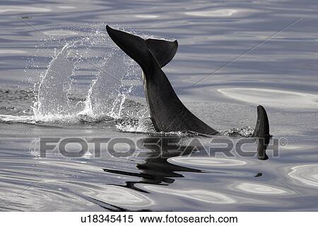 Stock Photography - Orca (Orcinus orca) Young tail-slapping in Chatham Strait, southeast Alaska, USA.. Fotosearch