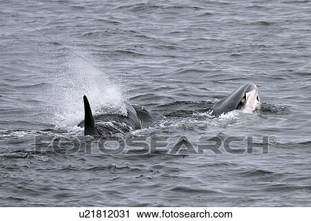 Stock Image - Orcas (Orcinus orca) A pod of 6 type A Orcas with a freshly killed Minke Whale in Antarctica. No displays after the kill were witnessed. (rr). Fotosearch