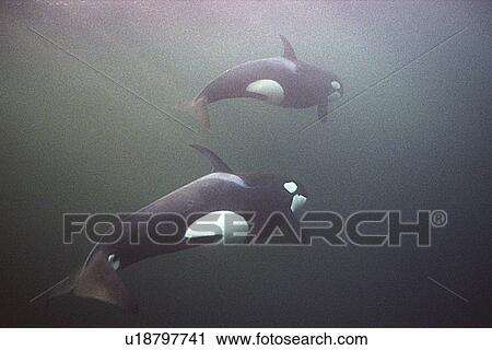 Orcas (Orcinus orca) swimming away from camera. Water is very dark because the orca enter Norwegian fjords in middle of winter to feed on herring. Svolvaer, Norway (rr) View Large Photo Image Stock Image - Orcas (Orcinus orca) swimming away from camera. Water is very dark because the orca enter Norwegian fjords in middle of winter to feed on herring. Svolvaer, Norway (rr). Fotosearch