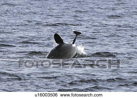 Orcas (Orcinus orca) The actual moment of take for a group of five transient Orcas that chased, killed, and then ate a single female Dalls porpoise (Phocoenoides dalli) in Icy Strait, South-eastern Alaska. After the kill some of the animals spy-hopped, b View Large Photo Image Stock Photograph - Orcas (Orcinus orca) The actual moment of take for a group of five transient Orcas that chased, killed, and then ate a single female Dalls porpoise (Phocoenoides dalli) in Icy Strait, South-eastern Alaska. After the kill some of the animals spy-hopped, b. Fotosearch