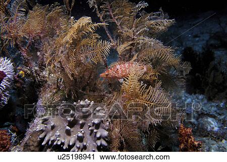 Stock Image - Oriental Wrasse (Oxycheilinus orientalus) camouflaged in the soft corals. Small Global, Red Sea. Fotosearch