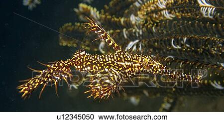 Stock Image - Ornate ghost pipefish, Solenostomus paradoxus, disguised among crinoid branches, Dumaguete, s Island, Philippines. Fotosearch