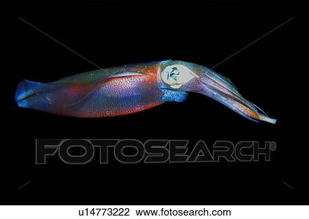 Stock Image - Oval squid, Sepioteuthis lessoniana, Sea Cave, Oahu, Hawaii (N. Pacific). Fotosearch