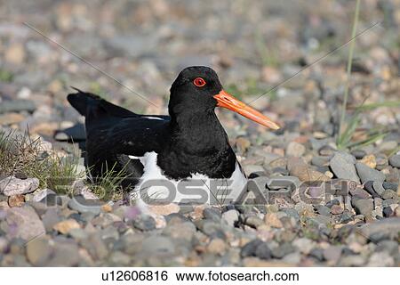 Oystercatcher at nest (Haematopus ostralegus). UK View Large Photo Image Stock Photograph - Oystercatcher at nest (Haematopus ostralegus). UK. Fotosearch