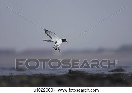 Oystercatcher (Haematopus ostralegus) coming into land, picture mid flight Angus Scotland, UK View Large Photo Image Stock Photo - Oystercatcher (Haematopus ostralegus) coming into land, picture mid flight Angus Scotland, UK. Fotosearch