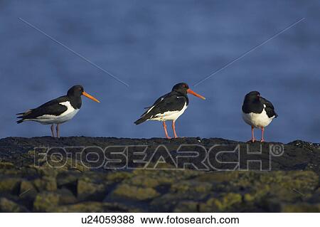 Stock Photo - Oystercatcher (Haematopus ostralegus) group of three on rock with blue sea as background Argyll Scotland, UK. Fotosearch
