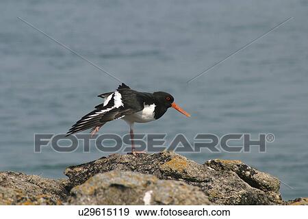 Stock Photo - Oystercatcher. UK. Fotosearch