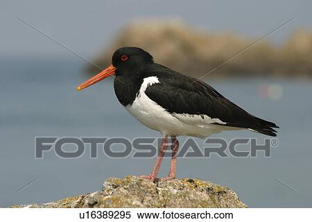 Oystercatcher. UK View Large Photo Image Stock Photography - Oystercatcher. UK. Fotosearch