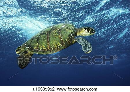Pacific Green Sea Turtle (Chelonia mydas) surfacing. Olowalu, Maui, Hawaii, USA, Pacific Ocean View Large Photo Image Stock Image - Pacific Green Sea Turtle (Chelonia mydas) surfacing. Olowalu, Maui, Hawaii, USA, Pacific Ocean. Fotosearch