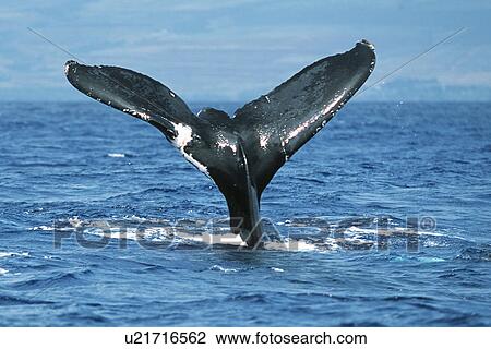 Pacific humpback whale adult female, Megaptera novaeangliae, with wounds/scar on flukes, Maui, Hawaii. View Large Photo Image Stock Image - Pacific humpback whale adult female, Megaptera novaeangliae, with wounds/scar on flukes, Maui, Hawaii.. Fotosearch