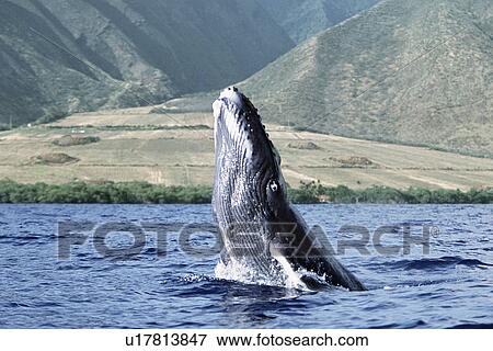 Pacific humpback whale calf breach/lunge along the coast of West Maui, Hawaii. View Large Photo Image Stock Photo - Pacific humpback whale calf breach/lunge along the coast of West Maui, Hawaii.. Fotosearch