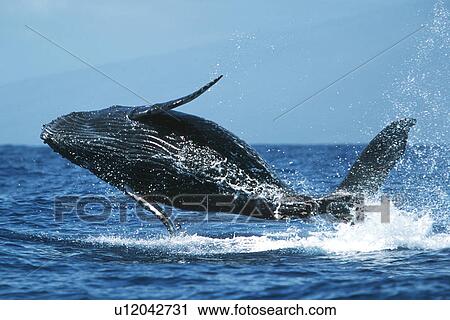 Pacific Humpback Whale (Megaptera novaeangliae) calf breaching. Au Au Channel near Maui, Hawaii. View Large Photo Image Stock Image - Pacific Humpback Whale (Megaptera novaeangliae) calf breaching. Au Au Channel near Maui, Hawaii.. Fotosearch