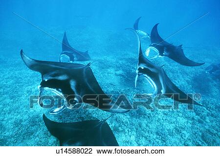 Stock Image - Pacific manta rays over reef in possible mating behaviour? West Maui, Hawaii, USA.. Fotosearch