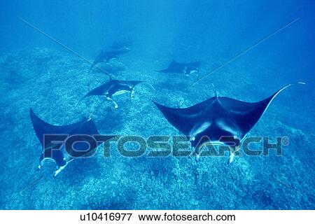 Stock Photo - Pacific manta rays over reef in possible mating behaviour? West Maui, Hawaii, USA.. Fotosearch