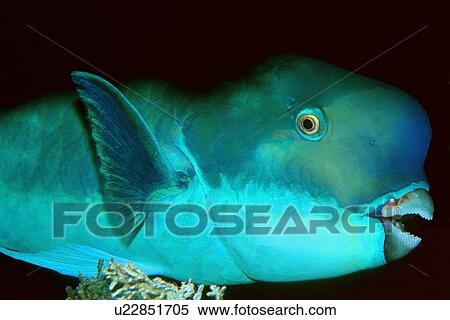 Stock Photography - Pacific steephead parrotfish, sleeping, Scarus microrhinos, Rongelap, Marshall Islands (N. Pacific). Fotosearch