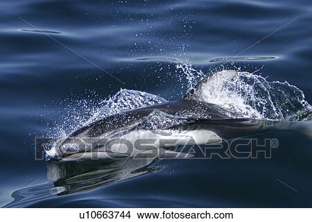 Pacific white-sided Dolphin (Lagenorhynchus obliquidens) Adult leaping in the upper Gulf of California Sea of Cortez, Mexico. View Large Photo Image Picture - Pacific white-sided Dolphin (Lagenorhynchus obliquidens) Adult leaping in the upper Gulf of California Sea of Cortez, Mexico.. Fotosearch