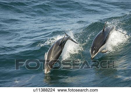 Picture - Pacific white sided dolphin (Lagenorhynchus obliquidens) porpoising or speed swimming. National marine sanctuary, Monterey bay, California Pacific ocean, USA.. Fotosearch