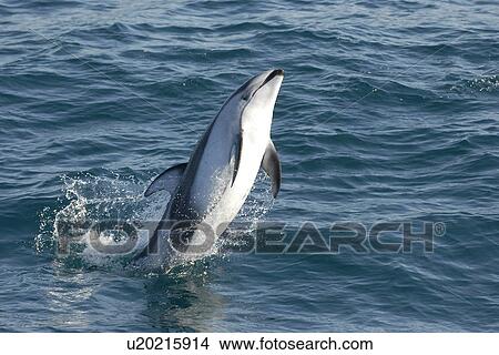 Pacific white-sided dolphin Lagenorhynchus obliquidens, breaching Monterey bay, California, USA, Pacific Ocean, National Marine Sanctuary View Large Photo Image Picture - Pacific white-sided dolphin Lagenorhynchus obliquidens, breaching Monterey bay, California, USA, Pacific Ocean, National Marine Sanctuary. Fotosearch