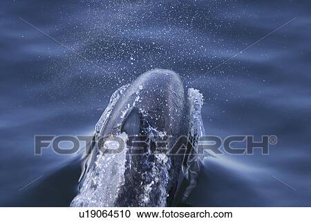 Stock Image - Pacific white-sided dolphin (Lagenorhynchus obliquidens) Adult surfacing in the calm waters of the inside passage. Southeast Alaska, USA.. Fotosearch