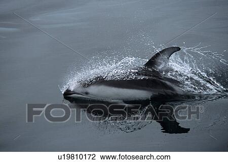 Stock Image - Pacific white sided dolphin (Lagenorhynchus obliquidens) surfacing. National marine sanctuary, Monterey bay, California Pacific ocean, USA.. Fotosearch