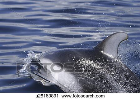Stock Image - Pacific white-sided dolphin (Lagenorhynchus obliquidens) Adult surfacing in the calm waters of the inside passage Southeast Alaska, USA.. Fotosearch