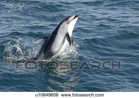 Pacific white-sided dolphin (Lagenorhynchus obliquidens) breaching Monterey Bay, California, USA, Pacific Ocean, National Marine Sanctuary View Large Photo Image Stock Photo - Pacific white-sided dolphin (Lagenorhynchus obliquidens) breaching Monterey Bay, California, USA, Pacific Ocean, National Marine Sanctuary. Fotosearch