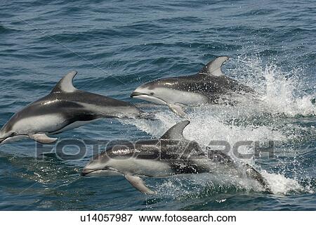 Stock Photo - Pacific white sided dolphin (Lagenorhynchus obliquidens) porpoising or speed swimming. National marine sanctuary, Monterey bay, California Pacific ocean, USA.. Fotosearch