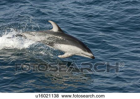 Pacific white sided dolphin (Lagenorhynchus obliquidens) porpoising or speed swimming. National marine sanctuary, Monterey bay, California Pacific ocean, USA. View Large Photo Image Stock Photo - Pacific white sided dolphin (Lagenorhynchus obliquidens) porpoising or speed swimming. National marine sanctuary, Monterey bay, California Pacific ocean, USA.. Fotosearch