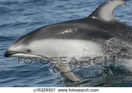 Stock Photo - Pacific white sided dolphin (Lagenorhynchus obliquidens) porpoising or speed swimming. National marine sanctuary, Monterey bay, California Pacific ocean, USA.. Fotosearch