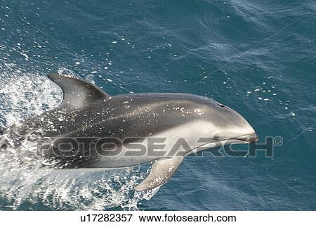 Stock Photo - Pacific white sided dolphin (Lagenorhynchus obliquidens) porpoising or speed swimming. National marine sanctuary, Monterey bay, California Pacific ocean, USA.. Fotosearch