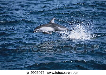 Pacific white sided dolphin (Lagenorhynchus obliquidens) porpoising or speed swimming. National marine sanctuary, Monterey bay, California Pacific ocean, USA. View Large Photo Image Stock Photograph - Pacific white sided dolphin (Lagenorhynchus obliquidens) porpoising or speed swimming. National marine sanctuary, Monterey bay, California Pacific ocean, USA.. Fotosearch