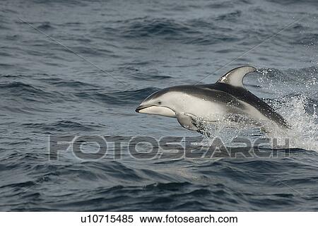 Stock Photography - Pacific white sided dolphin (Lagenorhynchus obliquidens) porpoising or speed swimming. National marine sanctuary, Monterey bay, California Pacific ocean, USA.. Fotosearch