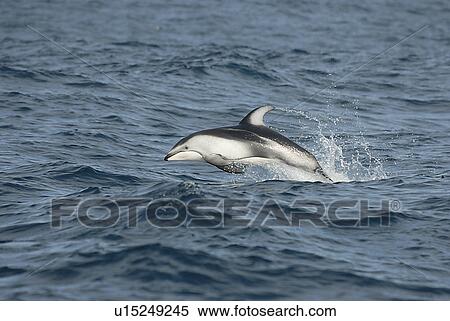 Stock Photography - Pacific white sided dolphin (Lagenorhynchus obliquidens) porpoising or speed swimming. Monterey Bay, California, USA, Pacific Ocean. Fotosearch