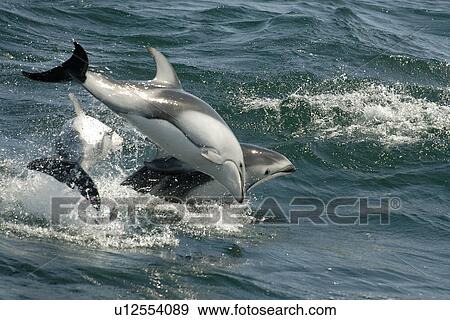 Pacific white sided dolphins (Lagenorhynchus obliquidens) breaching. National marine sanctuary, Monterey bay, California Pacific ocean, USA. View Large Photo Image Stock Photo - Pacific white sided dolphins (Lagenorhynchus obliquidens) breaching. National marine sanctuary, Monterey bay, California Pacific ocean, USA.. Fotosearch