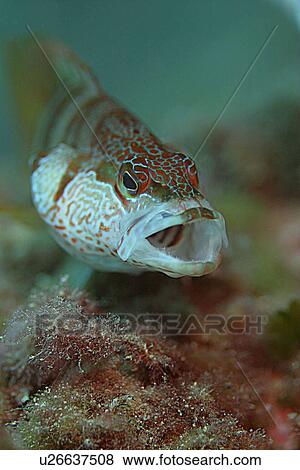 Painted comber yawning. Spanish Mediterranean. View Large Photo Image Stock Photo - Painted comber yawning. Spanish Mediterranean.. Fotosearch