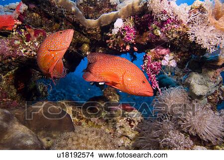 Pair of Coral Grouper (Cephalopholis miniata). Red Sea. View Large Photo Image Picture - Pair of Coral Grouper (Cephalopholis miniata). Red Sea.. Fotosearch