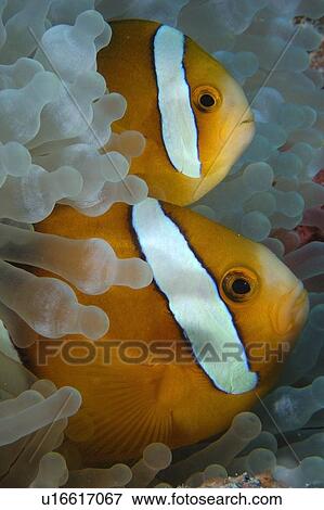Stock Photo - Pair of endemic three-banded anemone fish, Amphiprion tricinctus, and bulb anemone, Entacmaea quadricolor, Namu atoll, Marshall Islands (N. Pacific). Fotosearch