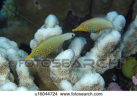 Pair of longnose filefish, Oxymonacanthus longirostris, feeding on coral, Acropora isopora sp., Rongelap, Marshall Islands, Micronesia View Large Photo Image Picture - Pair of longnose filefish, Oxymonacanthus longirostris, feeding on coral, Acropora isopora sp., Rongelap, Marshall Islands, Micronesia. Fotosearch